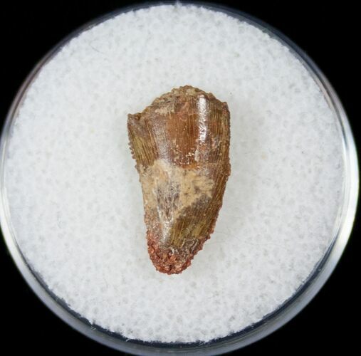 Bargain Raptor Tooth From Morocco - #14429